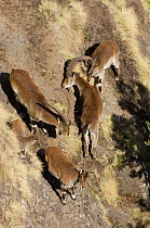 Walia ibex (Capra ibex walie) male, females and young on steep slope, Simien Mountains NP, Ethiopia, Endangered