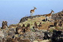 Walia ibex (Capra ibex walie) with Gelada baboons {Theropithicus gelada}  Simien Mountains NP, Ethiopia