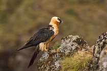 Bearded vulture (Gypaetus barbatus) perched on rock, Simien Mountains NP, Ethiopia