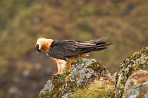 Bearded vulture (Gypaetus barbatus) perched on rock, Simien Mountains NP, Ethiopia