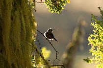 Tacazze sunbird (Nectarinia tacazze) perched, backlit, Simien Mountains NP, Ethiopia