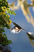 Tacazze sunbird (Nectarinia tacazze) flying to bush, Simien Mountains NP, Ethiopia