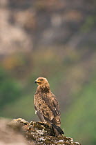 Tawny eagle (Aquila rapax) perched, Simien Mountains NP, Ethiopia