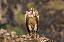 Ruppell's griffon vulture (Gyps rueppelli) perched, Simien Mountains NP, Ethiopia