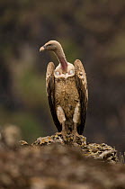 Rupell's griffon vulture (Gyps rueppelli) perched, Simien Mountains NP, Ethiopia