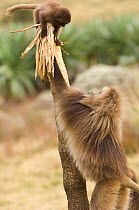Gelada baboon (Theropitecus gelada) male interacting with young up tree, Simien Mountains NP, Ethiopia