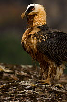 Bearded vulture (Gypaetus barbatus) covered in wet mud, Simien Mountains NP, Ethiopia