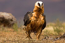 Bearded vulture (Gypaetus barbatus) covered in wet mud, Simien Mountains NP, Ethiopia