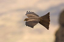 Black kite (Milvus migrans) in flight, Simien Mountains NP, Ethiopia