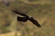 Thick billed raven (Corvus crassirostris) in flight, Simien Mountains NP, Ethiopia