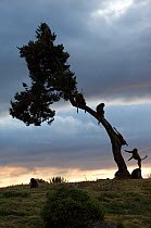 Silhouette of young Gelada baboons (Theropitecus gelada) playing in tree at dawn, Simien Mountains NP, Ethiopia