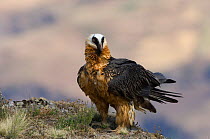 Bearded vulture {Gypaetus barbatus} Simien Mountains NP, Ethiopia