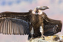 Ruppell's griffon vulture {Gyps rueppelli} with wings outstretched, Simien Mountains NP, Ethiopia