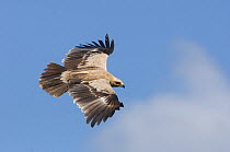 Tawny eagle (Aquila rapax) in flight, Simien Mountains NP, Ethiopia