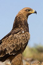 Tawny eagle (Aquila rapax) portrait, Simien Mountains NP, Ethiopia
