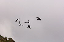 Thick billed ravens (Corvus crassirostris) playing together in flight, Simien Mountains NP, Ethiopia