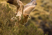 Tawny eagle (Aquila rapax) with wings raised, Simien Mountains NP, Ethiopia