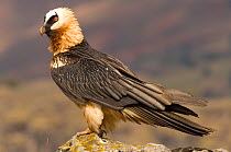 Bearded vulture (Gypaetus barbatus) portrait, Simien Mountains NP, Ethiopia