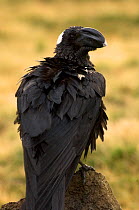 Thick billed raven (Corvus crassirostris) wet after rain, Simien Mountains NP, Ethiopia