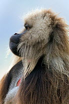 Gelada baboon (Theropitecus gelada) male portrait, Simien Mountains NP, Ethiopia