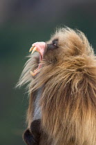 Gelada baboon (Theropitecus gelada) male yawning baring teeth, Simien Mountains NP, Ethiopia