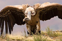 Ruppell's vulture (Gyps rueppellii) aggressive posture, Simien Mountains NP, Ethiopia.