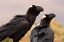 Thick billed raven (Corvus crassirostris) pair, Simien Mountains NP, Ethiopia