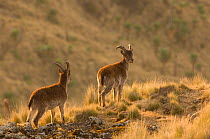 Two young male Walia ibex (Capra ibex walie) Simien Mountains NP, Ethiopia, Endangered