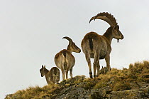 Male, female and young Walia ibex (Capra ibex walie) Simien Mountains NP, Ethiopia, Endangered