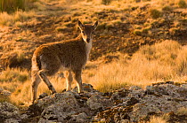 Young Walia ibex (Capra ibex walie) Simien Mountains NP, Ethiopia, endangered