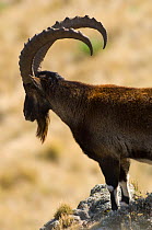 Male Walia ibex (Capra ibex walie) Simien Mountains NP, Ethiopia, Endangered