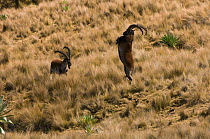 Two male Walia ibex (Capra ibex walie) fighting, Simien Mountains NP, Ethiopia, endangered