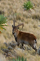 Male Walia ibex (Capra ibex walie) Simien Mountains NP, Ethiopia