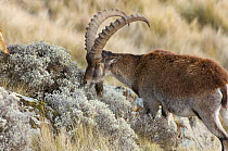 Male Walia ibex (Capra ibex walie) Simien Mountains NP, Ethiopia