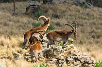 Three Male Walia ibex (Capra ibex walie) Simien Mountains NP, Ethiopia