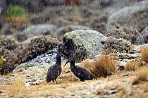 Wattled ibis (Bostrychia carunculata) pair in hail storm, Simien Mountains NP, Ethiopia, December
