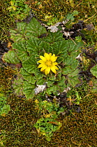 Yellow afro-alpine flowering plant, Simien Mountains NP, Ethiopia