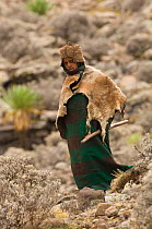 Young shepherd boy with goat skin and traditional hat caring for goats, Simien Mountains, Ethiopia, December 2006