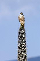 Peregrine falcon (Falco peregrinus) perched on top of Giant Lobelia flower (Lobelia sp) Simien Mountains NP, Ethiopia