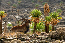 Male Walia ibex (Capra ibex walie) feeding on Giant lobelia Simien Mountains NP, Ethiopia