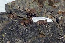 Alpine ibex {Capra ibex ibex} group of females with young, Interlaken alps, Switzerland, December