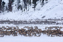 Elk (Cervus canadensis) herd at wintering ground where they are fed, Wild River Range, Wyoming, USA, January
