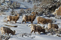 Bighorn sheep (Ovis canadensis) ram with ewes feeding in snow, Wild River Range, Wyoming, USA, January