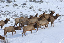 Female Elk (Cervus canadensis) group walking through snow, Wild River Range, Wyoming, USA, January