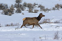 Young female Elk (Cervus canadensis) walking through snow, Wild River Range, Wyoming, USA, January