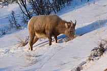 Female Bighorn sheep (Ovis canadensis) grazing in snow, Wild River Range, Wyoming, USA, January