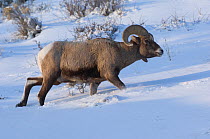 Bighorn sheep (Ovis canadensis) ram walking through snow, Wild River Range, Wyoming, USA, January