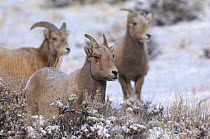 Female Bighorn sheep (Ovis canadensis) in snow, Wild River Range, Wyoming, USA, January