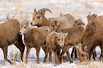 Bighorn sheep (Ovis canadensis) lambs with a young males and females, Wild River Range, Wyoming, USA, January
