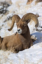 Bighorn sheep (Ovis canadensis) ram, portrait, Wild River Range, Wyoming, USA, January
